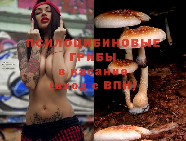 гашик Алексин